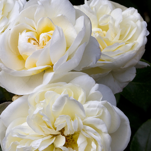 Floribunda ruže - Ruža - Lady Romantica® - 